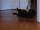 Kitty Brinca Kitty Brinca