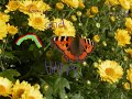 Tytt�ren vaimo (Leevi and the Leavings)