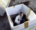 Gatti di Zioluca Gatti di Zioluca
