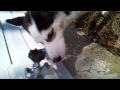 Thirsty Wolf Dog