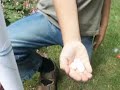 Das Experiment mit Mentos und Cola Light