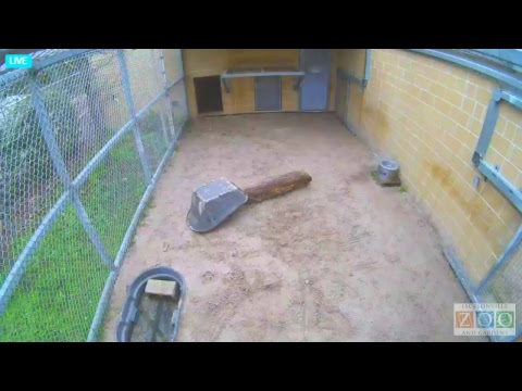 Jacksonville/USA: Jacksonville Zoo - Tiger Cubs Nur ...