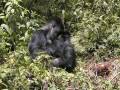 videos de Gorilla trekking Rwanda - Silverback & gorilla babies fighting