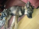 Lucky der kleine welpe Lucky der kleine welpe