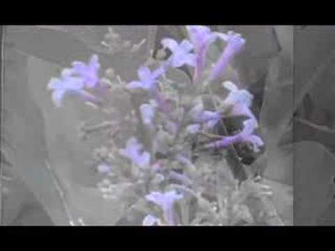 The Inspiration of a Plasmodium