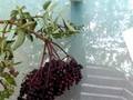 Wild Edibles: Elderberries - Part 1
