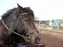 me and jet practising mounting for trec