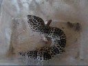 videos de New Pet - Read Description