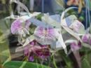 Exposição Nacional de Orquídeas de Assis - 2008