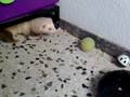 Gato VS Hurones
