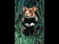 Le Hamster Raggot Depeche AFP Interdite