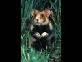 Le Hamster Raggot Depeche AFP Interdite