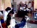 Dogs in tune to Croc Dundee 2