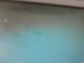 Pokemon Perl Edition