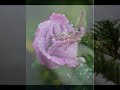 Kiss the Rain