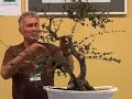Walter Pall bonsai demo: Phillyrea latifolia - part 2/3