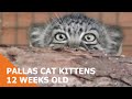 Pallas Cat Kittens - 12 weeks old pt1