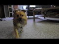 Adoptable Leo! - PAWS Dog