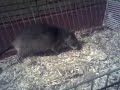 rat gambie 2