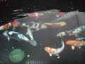 New fish New fish