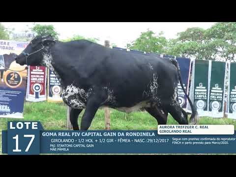 LOTE 17 - GOMA REAL FIV -
