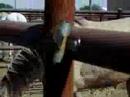 Auction Horse