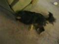 Acute Episodic Falling in Cavalier King Charles Spaniel