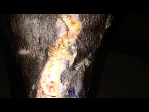 how to treat equine proud flesh