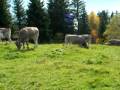 videos de Kühe am Rigi