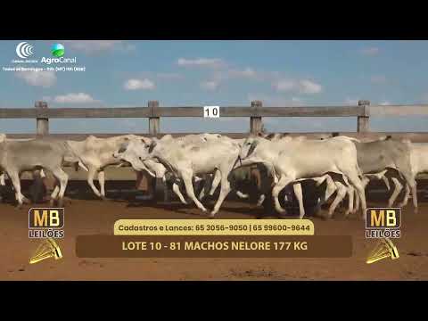 508� LEIL�O VIRTUAL MB LEIL�ES