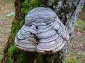 EUSKAL HERRIA ETA NATURA EUSKAL HERRIA ETA NATURA