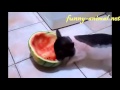 Mini pig eating watermelon