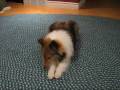Warning: Crazy Sheltie!