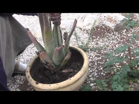 how to replant an aloe plant