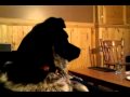 Dog  mimics wolf after wolf program