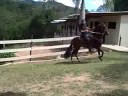 videos de TROCHA PURA COLOMBIANA STALLION EL GRECO
