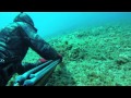 tako dive