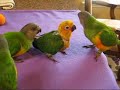Senegal and Jenday Conure Babies Senegal and Jenday Conure Babies