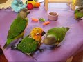 Senegal and Jenday Conure Babies
