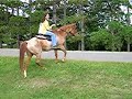 Adopt Tahoe, Minnesota Hooved Animal Rescue