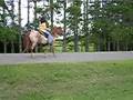 Adopt Tahoe, Minnesota Hooved Animal Rescue