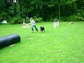 Scruff - Dog Show USA