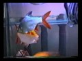 esse é meu aquario de agua docê comunitario, nele existem varias especies de peixes. todos vivendo em harmonia, espero que gostem!!!! 