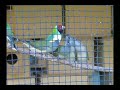 Gouldian Finch babies being fed