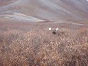 Mountain Monarchs Moose Hunt