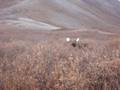 videos de Mountain Monarchs Moose Hunt