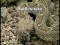 Gopher Snake Gopher Snake