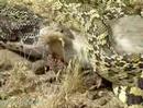 Gopher-Snake