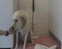 Uma Tarde Canina Uma Tarde Canina