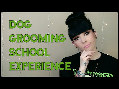 My Dog Grooming School Experience | Cost, Advice, Where I Went, & Learning